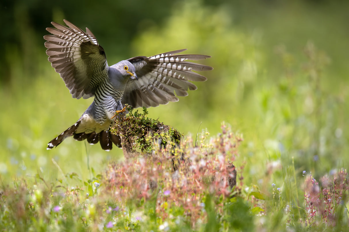 Cuckoo Landing Poster och Canvastavla