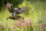 Cuckoo Landing Poster och Canvastavla