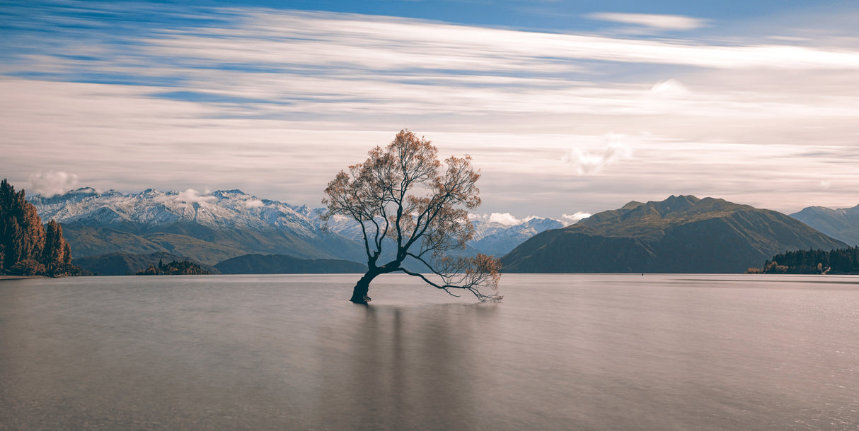 lonely tree Poster och Canvastavla