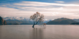 lonely tree Poster och Canvastavla