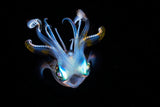 Squid like a ghost Poster och Canvastavla