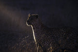 The night of the leopard Poster och Canvastavla