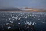 Winter bucolic landscape Poster och Canvastavla