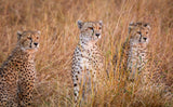 Cheetah alpine glow Poster och Canvastavla