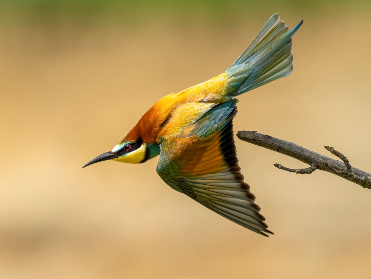 bee-eater Poster och Canvastavla