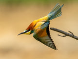 bee-eater Poster och Canvastavla