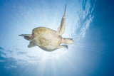 Sea Turtle - Green turtle Poster och Canvastavla