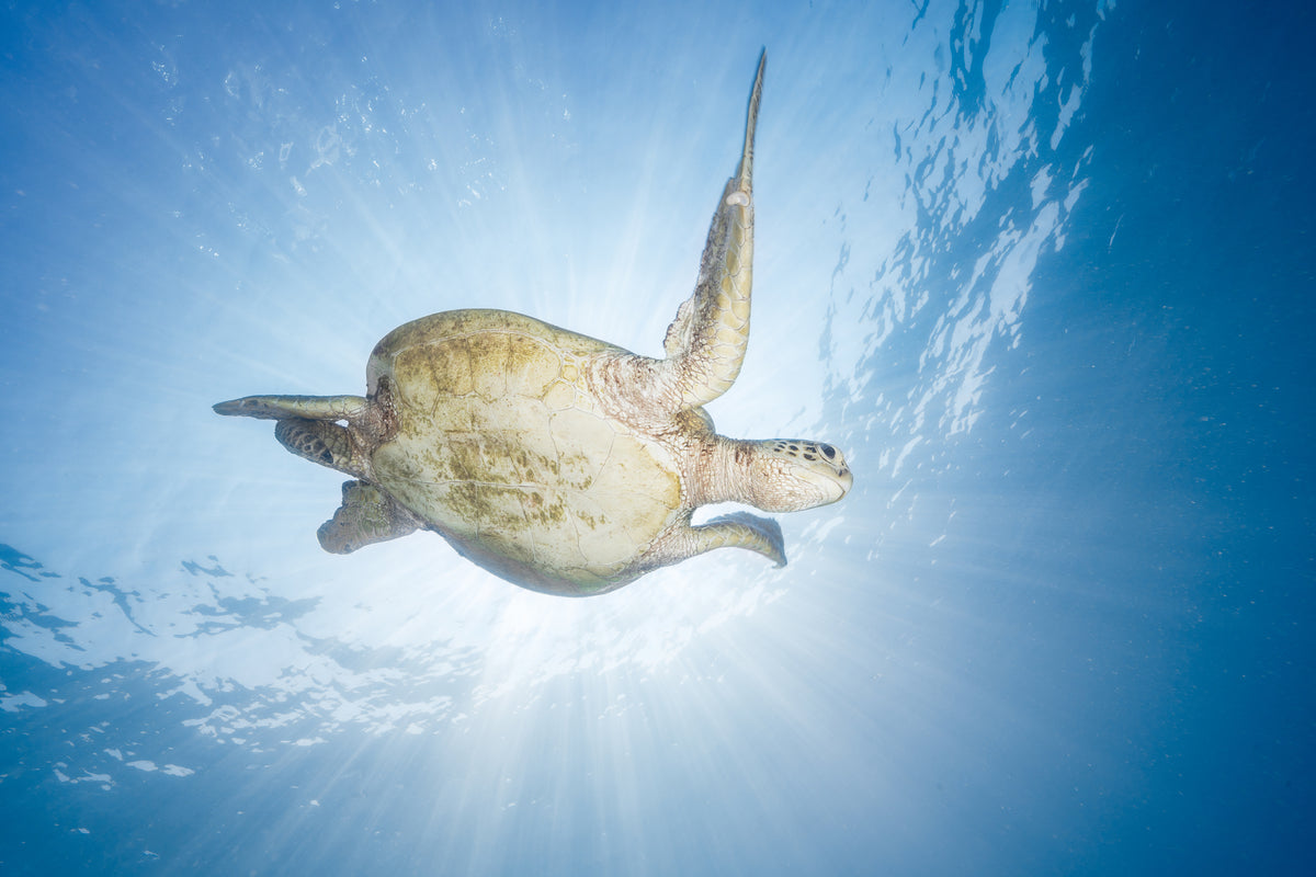 Sea Turtle - Green turtle Poster och Canvastavla