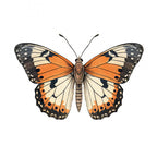 Butterfly 13 Poster och Canvastavla