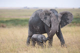 Under Mother's Embrace Poster och Canvastavla