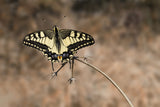 You can still fly Poster och Canvastavla