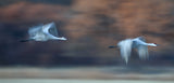 Chasing through Autumn Poster och Canvastavla