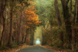Country road Poster och Canvastavla