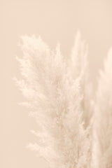 Pampas Grass Beige 03 Poster och Canvastavla