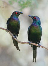 Beautiful Couple Poster och Canvastavla