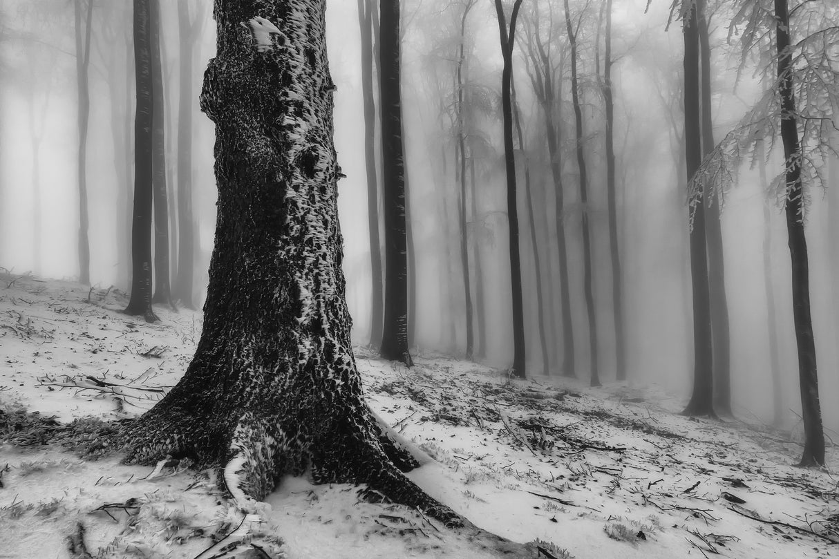 Forest Poster och Canvastavla