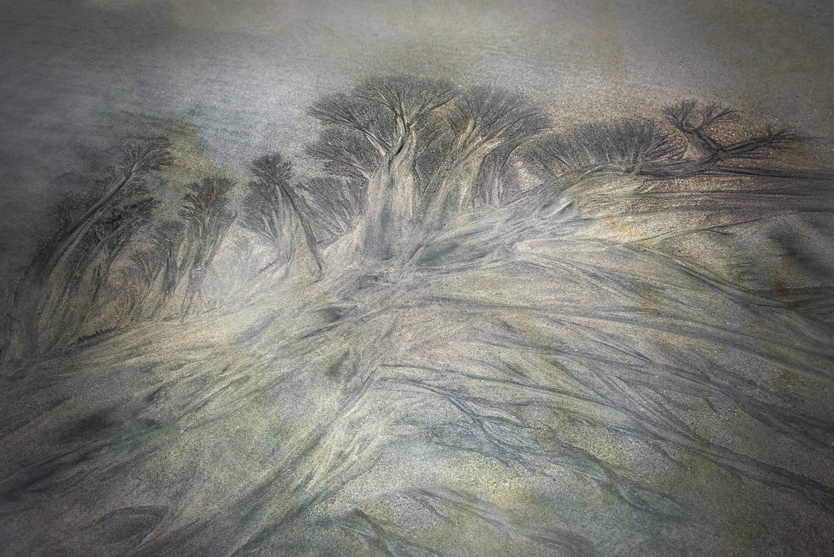Beach trees Poster och Canvastavla