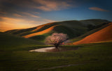 The Last Light at the Lone Tree Poster och Canvastavla