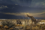 sunrise in Etosha NP Poster och Canvastavla