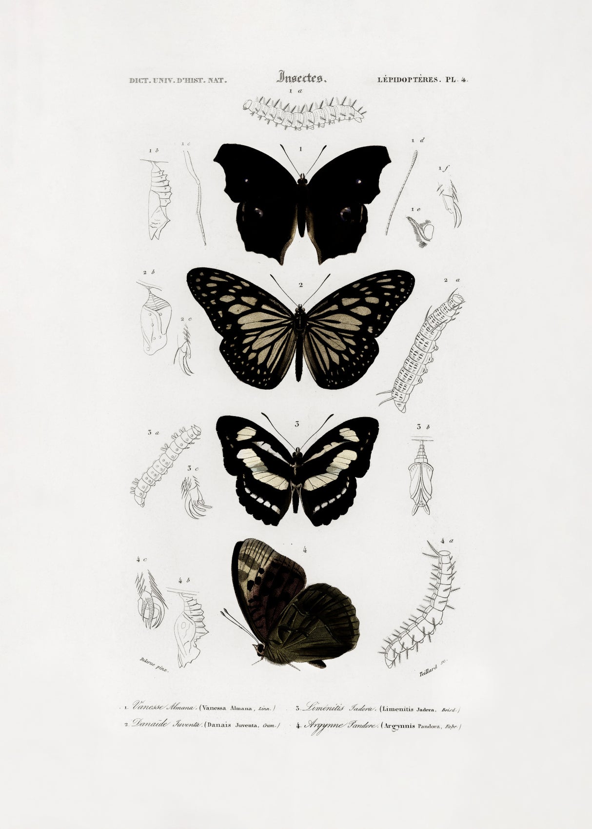 Collection of Butterflies 01 Poster och Canvastavla