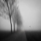 on a morning in the autumn Poster och Canvastavla