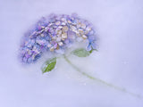Hidrangen flower among the ice. Poster och Canvastavla