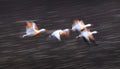 Soaring Snow Geese Poster och Canvastavla
