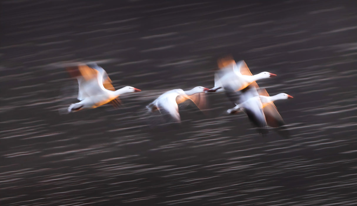 Soaring Snow Geese Poster och Canvastavla