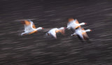 Soaring Snow Geese Poster och Canvastavla
