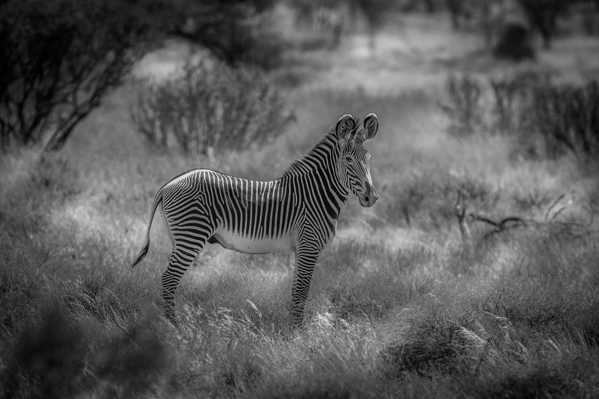 The endangered Grevy Zebra Poster och Canvastavla
