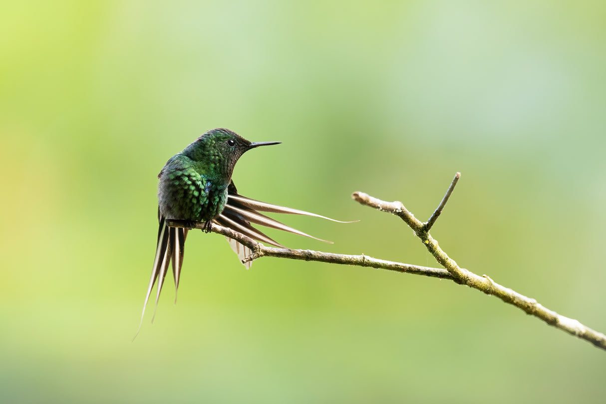 Thorntail Poster och Canvastavla