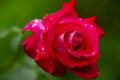 beautiful rose Poster och Canvastavla