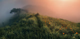 The Story of the Foggy Morning Poster och Canvastavla