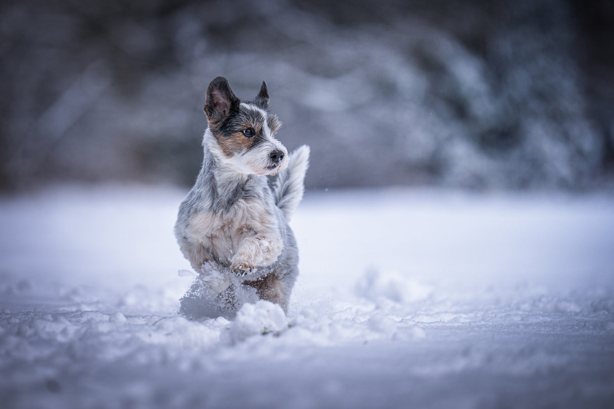 my little dog Poster och Canvastavla