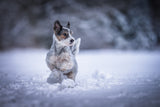 my little dog Poster och Canvastavla