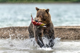 Fishing and running Poster och Canvastavla