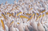 Migratory pelicans Poster och Canvastavla