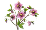 Hellebore TuTu Poster och Canvastavla