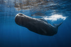 Sperm whale Poster och Canvastavla