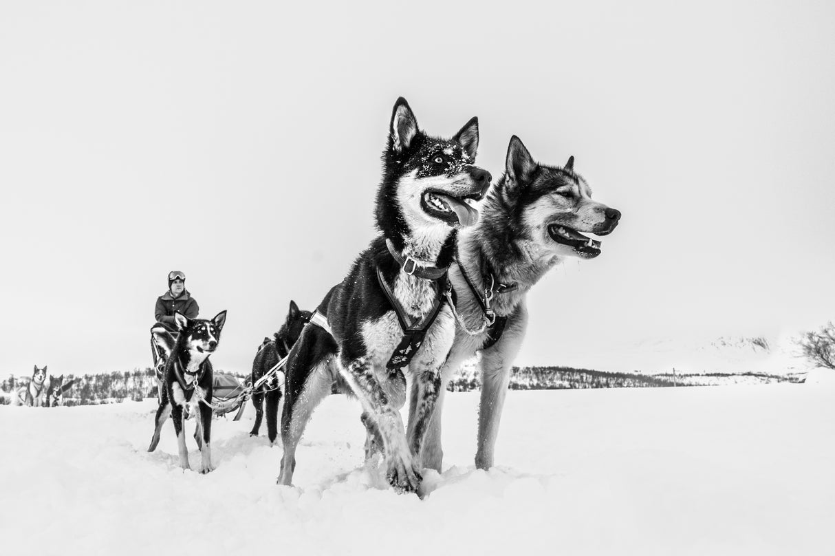 Husky sledge Poster och Canvastavla