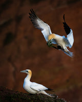 Troubles during landing! Poster och Canvastavla