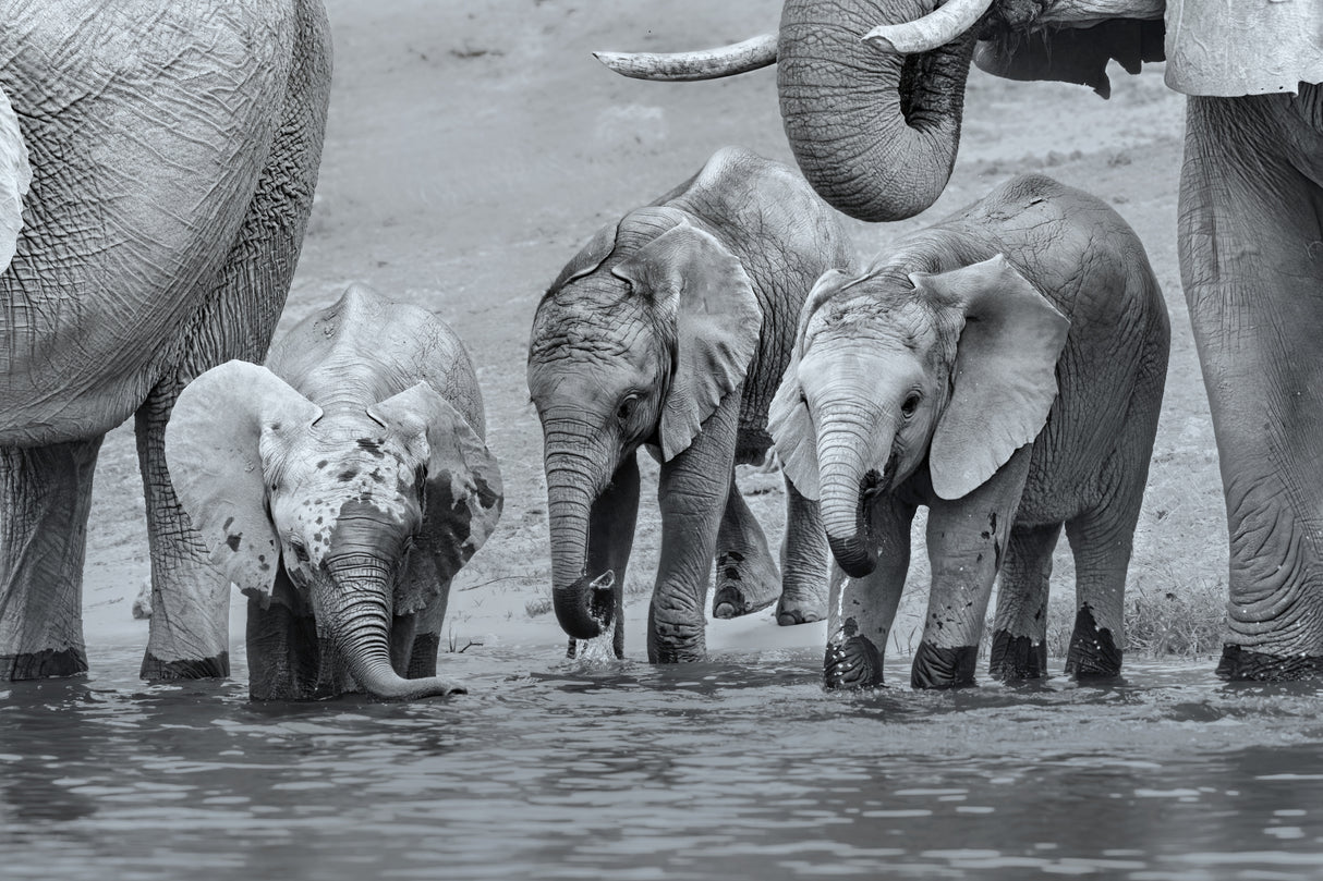 Elephant Babies Poster och Canvastavla