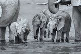 Elephant Babies Poster och Canvastavla