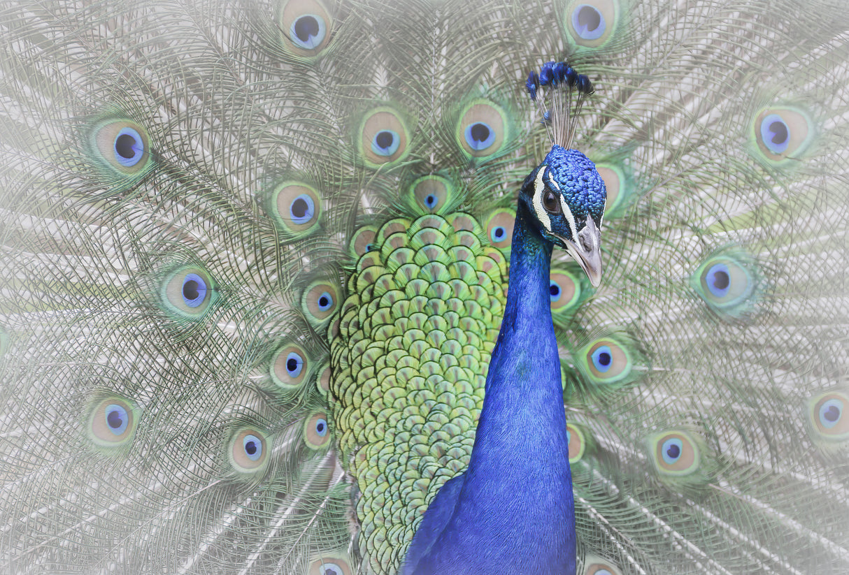 Peacock Poster och Canvastavla