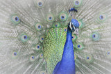 Peacock Poster och Canvastavla