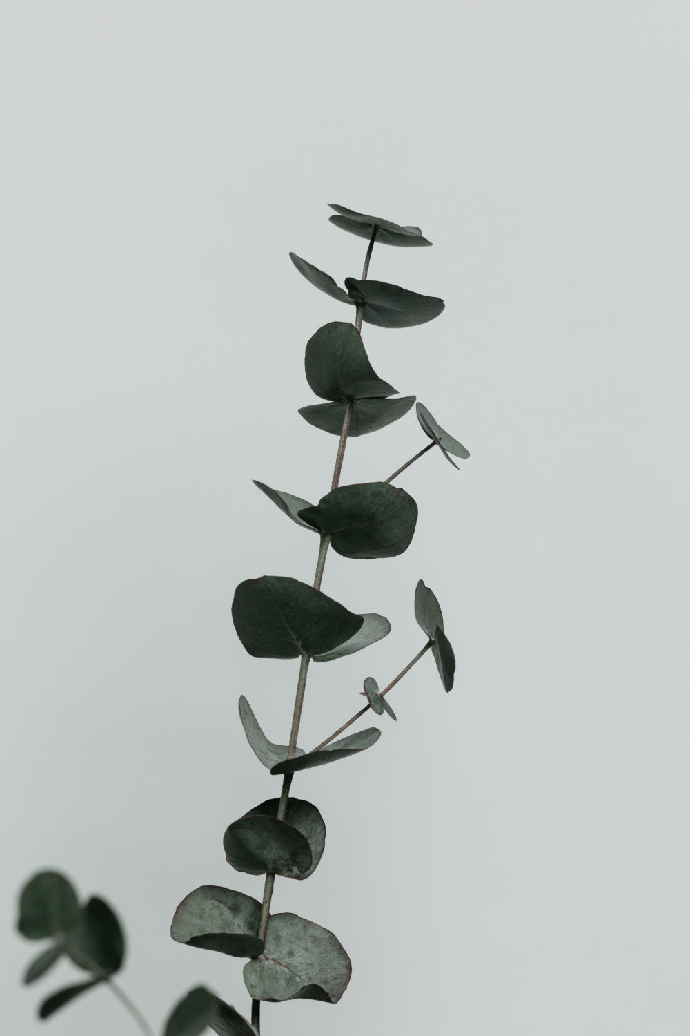 Eucalyptus Natural 10 Poster och Canvastavla