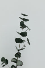 Eucalyptus Natural 10 Poster och Canvastavla