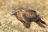 Long-legged buzzard in breafast Poster och Canvastavla