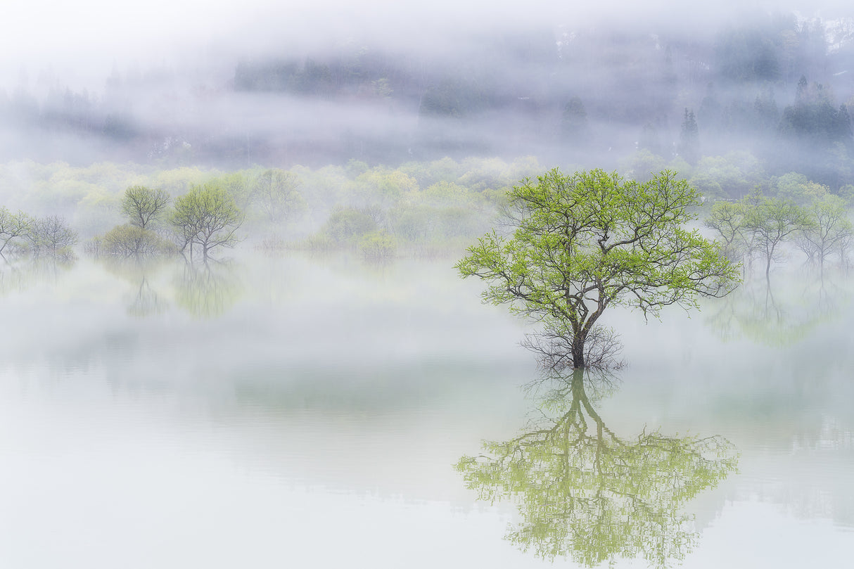 Dreamy tree Poster och Canvastavla