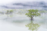 Dreamy tree Poster och Canvastavla